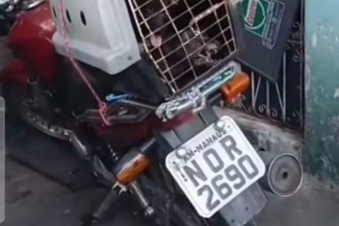 Cães são mantidos em situação de abandono e maus-tratos na zona-oeste de Manaus