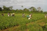 Trabalho rural ainda enfrenta precarização e casos de condições degradantes no Brasil