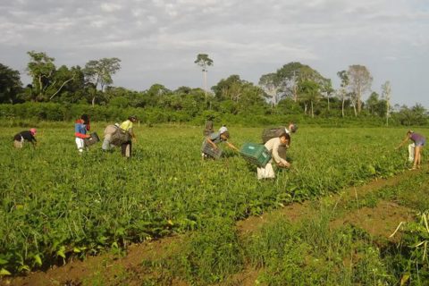Trabalho rural ainda enfrenta precarização e casos de condições degradantes no Brasil