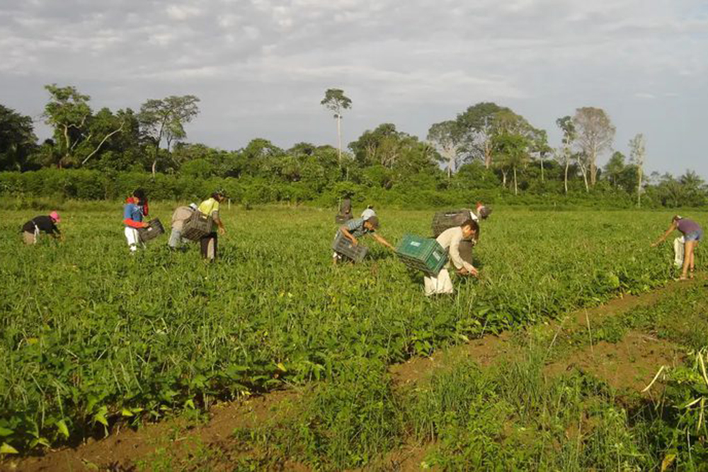 Trabalho rural ainda enfrenta precariza&ccedil;&atilde;o e casos de condi&ccedil;&otilde;es degradantes no Brasil