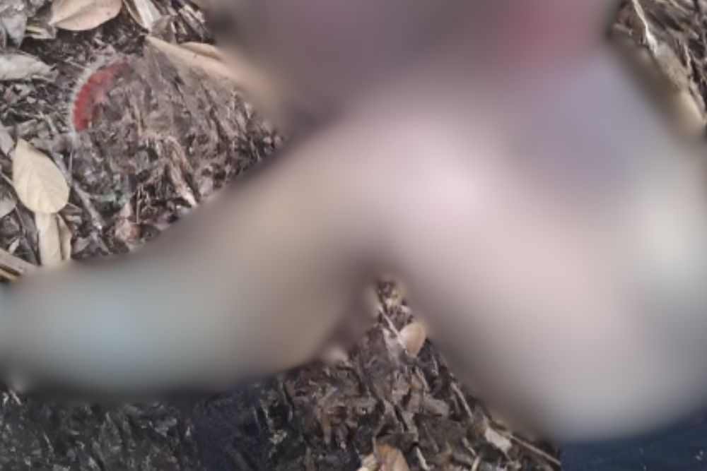 Corpo de homem é encontrado em área de mata na zona norte de Manaus Corpo de homem é encontrado em área de mata na zona norte de Manaus