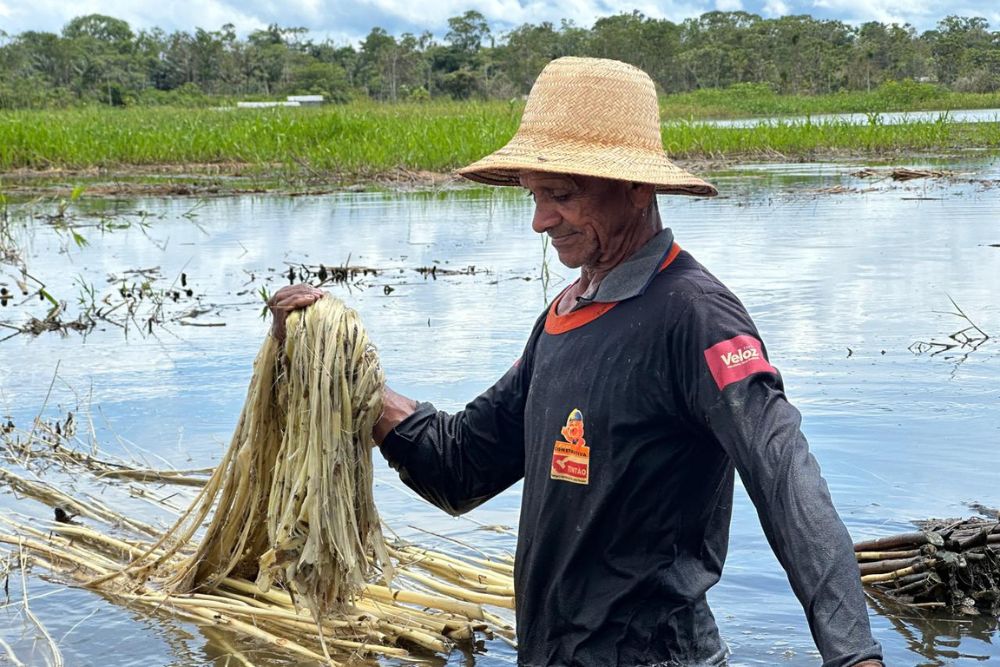 Termina nesta quarta o prazo para produtores do Amazonas acessarem subven&ccedil;&atilde;o da juta e malva