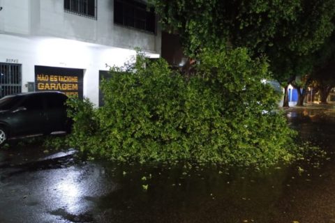 Árvore cai durante tempestade e quase atinge carro estacionado na Avenida Joaquim Nabuco