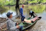 O Ibama autorizou o manejo sustentável de 6.617 pirarucus no município de Tonantins, no Alto Solimões, interior do Amazonas, com validade até 30 de novembro de 2025, conforme publicado em duas portarias. A atividade será realizada por comunidades ribeirinhas e indígenas organizadas em acordos de pesca, sob a coordenação da Associação dos Produtores e Manejadores de Lagos de Tonantins (Amat). Do total de peixes autorizados, 3.878 serão manejados em 12 lagos do município, supervisionados pela Secretaria de Meio Ambiente do Amazonas (Sema), enquanto 2.739 serão capturados em Terras Indígenas homologadas, com fiscalização do Ibama, Funai e órgãos municipais. A medida integra o Programa Arapaima, lançado em fevereiro deste ano, que busca proteger a espécie e os ecossistemas de várzea. O transporte do pescado deve ser acompanhado de guias de trânsito emitidas pelo Ibama, planilhas biométricas e declarações de venda. Entre as regras, estão a medição individual de peso, comprimento e sexo dos peixes, uso de lacres numerados para rastreabilidade, relatórios técnicos anuais, monitoramento georreferenciado das áreas de pesca e supervisão constante de órgãos ambientais e indígenas. Peixes capturados fora das normas, seja por tamanho inferior ao mínimo ou fora do período de defeso, deverão ser doados, conforme a autorização. Conservação e geração de renda O manejo do pirarucu é apontado como uma das práticas mais bem-sucedidas na Amazônia para unir conservação ambiental e geração de renda. Em Tonantins, dezenas de famílias ribeirinhas e indígenas se beneficiam com a atividade. “O manejo do pirarucu mostra que é possível conciliar preservação da biodiversidade, segurança alimentar e desenvolvimento comunitário”, destacou Joel Araújo, superintendente do Ibama no Amazonas.