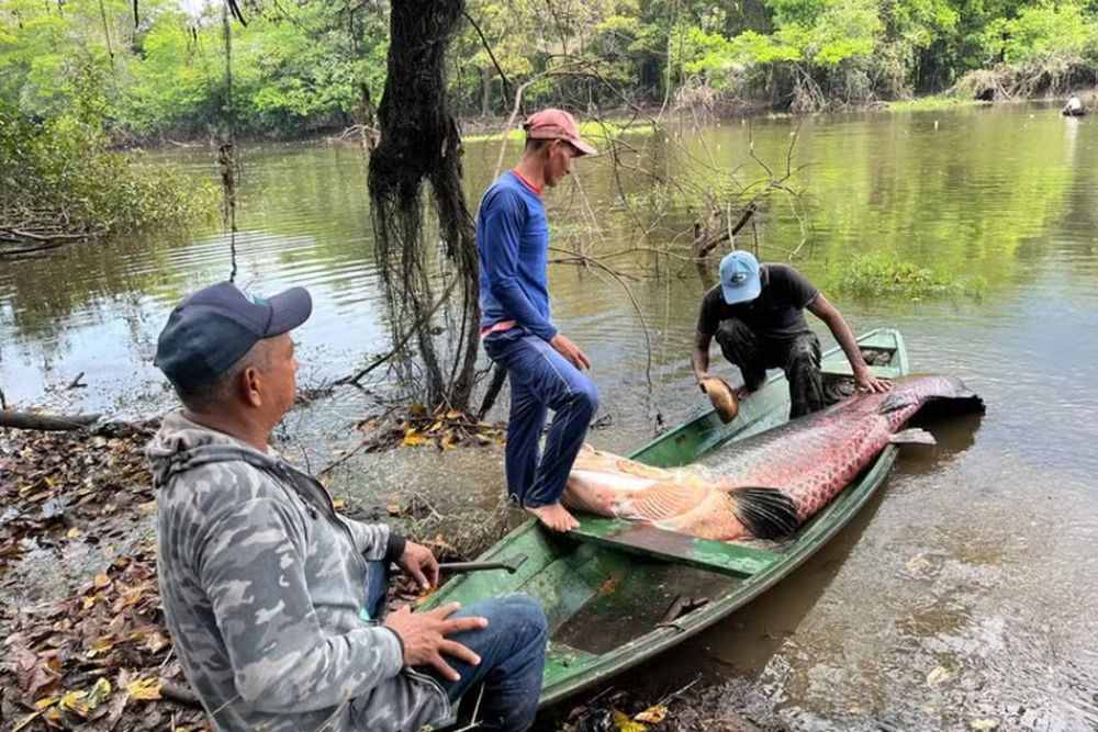 O Ibama autorizou o manejo sustent&aacute;vel de 6.617 pirarucus no munic&iacute;pio de Tonantins, no Alto Solim&otilde;es, interior do Amazonas, com validade at&eacute; 30 de novembro de 2025, conforme publicado em duas portarias.A atividade ser&aacute; realizada por comunidades ribeirinhas e ind&iacute;genas organizadas em acordos de pesca, sob a coordena&ccedil;&atilde;o da Associa&ccedil;&atilde;o dos Produtores e Manejadores de Lagos de Tonantins (Amat). Do total de peixes autorizados, 3.878 ser&atilde;o manejados em 12 lagos do munic&iacute;pio, supervisionados pela Secretaria de Meio Ambiente do Amazonas (Sema), enquanto 2.739 ser&atilde;o capturados em Terras Ind&iacute;genas homologadas, com fiscaliza&ccedil;&atilde;o do Ibama, Funai e &oacute;rg&atilde;os municipais.

A medida integra o Programa Arapaima, lan&ccedil;ado em fevereiro deste ano, que busca proteger a esp&eacute;cie e os ecossistemas de v&aacute;rzea. O transporte do pescado deve ser acompanhado de guias de tr&acirc;nsito emitidas pelo Ibama, planilhas biom&eacute;tricas e declara&ccedil;&otilde;es de venda. Entre as regras, est&atilde;o a medi&ccedil;&atilde;o individual de peso, comprimento e sexo dos peixes, uso de lacres numerados para rastreabilidade, relat&oacute;rios t&eacute;cnicos anuais, monitoramento georreferenciado das &aacute;reas de pesca e supervis&atilde;o constante de &oacute;rg&atilde;os ambientais e ind&iacute;genas.

Peixes capturados fora das normas, seja por tamanho inferior ao m&iacute;nimo ou fora do per&iacute;odo de defeso, dever&atilde;o ser doados, conforme a autoriza&ccedil;&atilde;o.

Conserva&ccedil;&atilde;o e gera&ccedil;&atilde;o de renda

O manejo do pirarucu &eacute; apontado como uma das pr&aacute;ticas mais bem-sucedidas na Amaz&ocirc;nia para unir conserva&ccedil;&atilde;o ambiental e gera&ccedil;&atilde;o de renda. Em Tonantins, dezenas de fam&iacute;lias ribeirinhas e ind&iacute;genas se beneficiam com a atividade.

&ldquo;O manejo do pirarucu mostra que &eacute; poss&iacute;vel conciliar preserva&ccedil;&atilde;o da biodiversidade, seguran&ccedil;a alimentar e desenvolvimento comunit&aacute;rio&rdquo;, destacou Joel Ara&uacute;jo, superintendente do Ibama no Amazonas.

