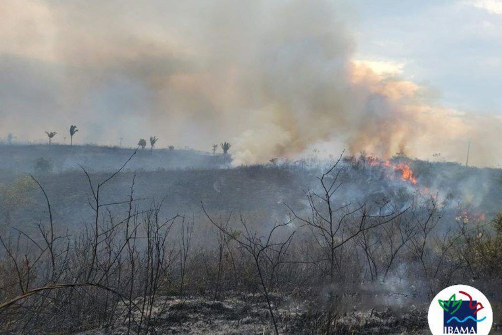 Incêndio de grandes proporções destrói área de mata próximo a Humaitá