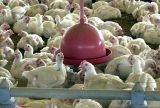 Chile e Arábia Saudita retiram restrição à carne de frango do Brasil