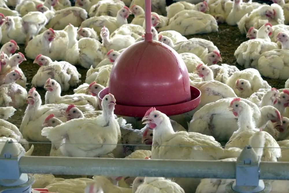 Chile e Arábia Saudita retiram restrição à carne de frango do Brasil