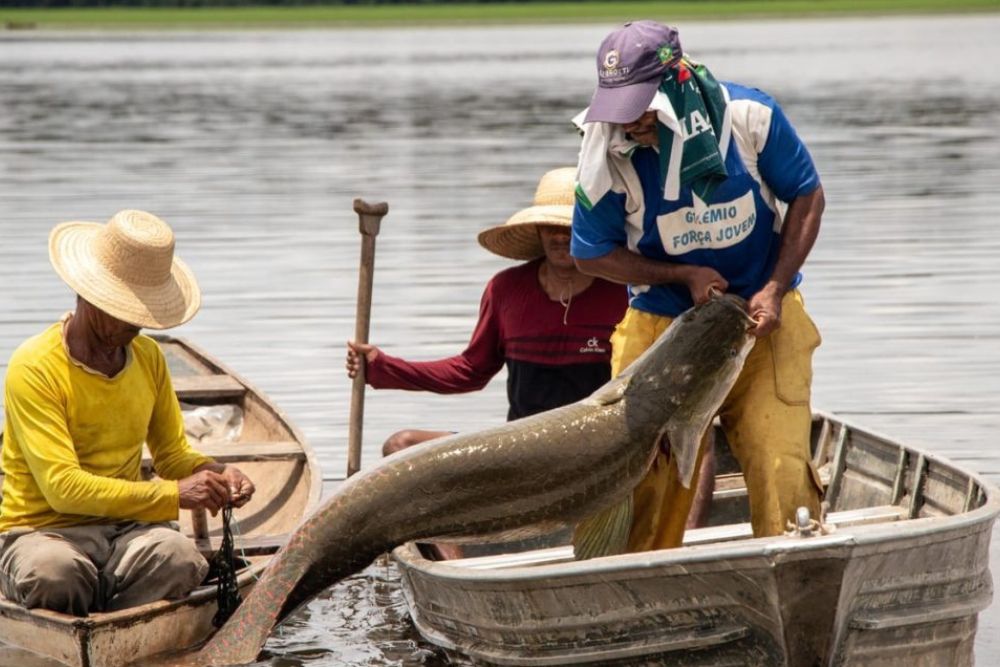 Ibama libera manejo de 19 mil pirarucus em Mamirauá