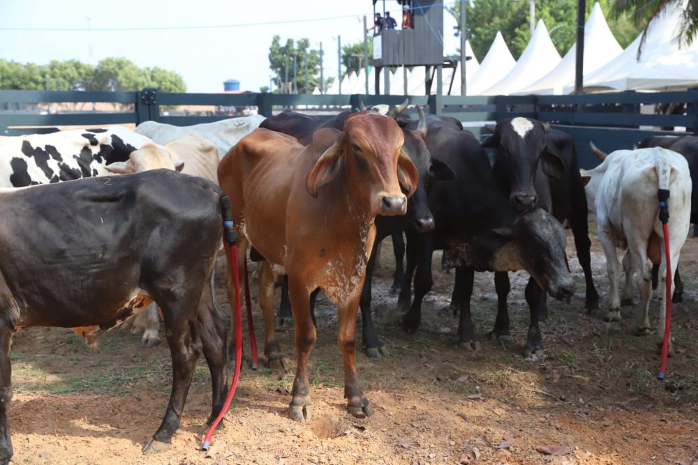 Sepror investe na realização da 36ª Exposição Agropecuária de Apuí