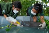 Filhote de peixe-boi é resgatado no interior do Amazonas graças à ação de morador local