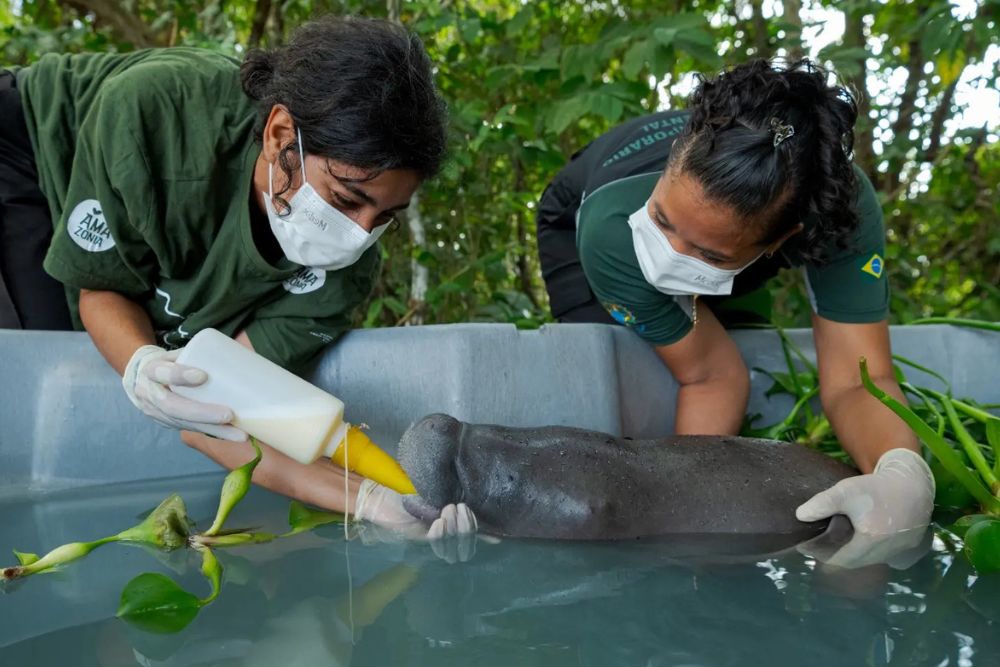 Filhote de peixe-boi é resgatado no interior do Amazonas graças à ação de morador local Filhote de peixe-boi é resgatado no interior do Amazonas graças à ação de morador local