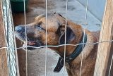 Parintins inicia mutirão de castração de cães e gatos
