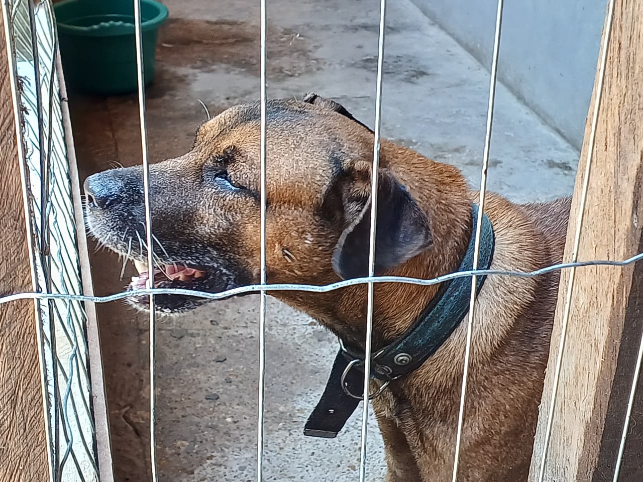 Parintins inicia mutir&atilde;o de castra&ccedil;&atilde;o de c&atilde;es e gatos
