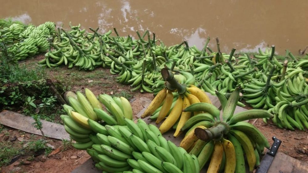 Adaf alerta produtores sobre prevenção de pragas no Dia Nacional da Banana