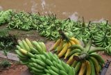 Adaf alerta produtores sobre prevenção de pragas no Dia Nacional da Banana