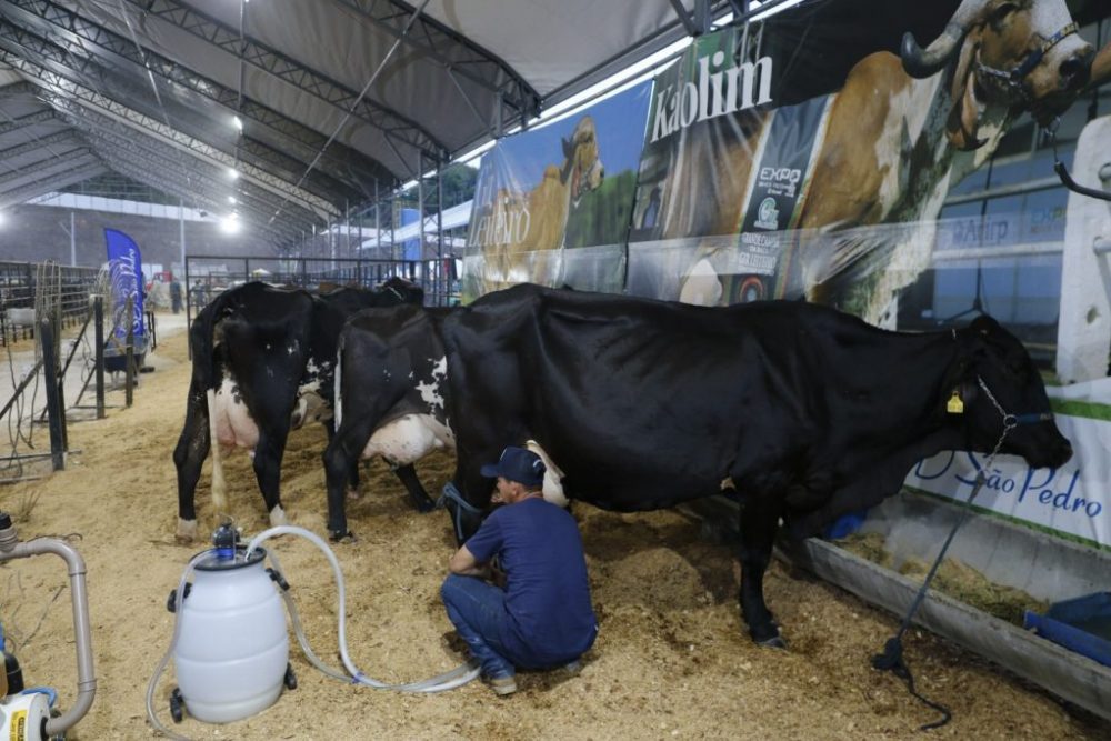 Expoagro terá concursos de queijo, doce de leite e torneios leiteiros em Manaus Expoagro terá concursos de queijo, doce de leite e torneios leiteiros em Manaus