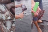 Consumidores registram possível fraude em açaí vendido no Amazonas