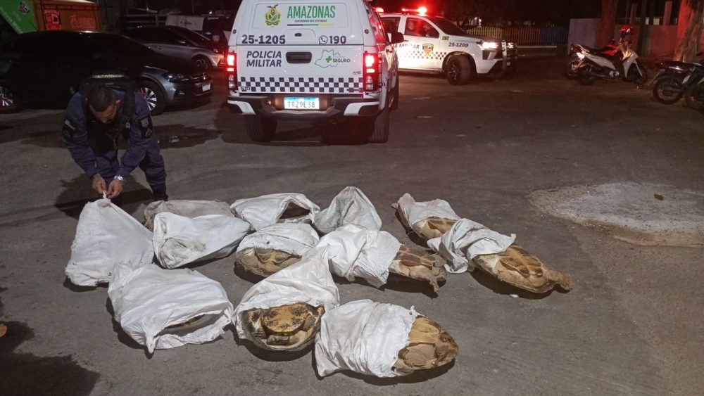 Prefeitura e PM apreendem 12 tartarugas da Amazônia em Parintins Prefeitura e PM apreendem 12 tartarugas da Amazônia em Parintins