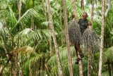 Projeto recupera áreas de queimada e impulsiona produção sustentável no Marajó