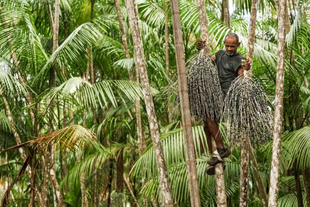 Projeto recupera áreas de queimada e impulsiona produção sustentável no Marajó