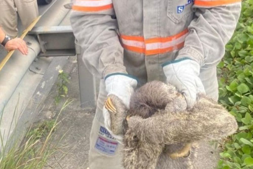 Bicho-pregui&ccedil;a se prende a fios el&eacute;tricos e gera apag&atilde;o em bairros de Manaus