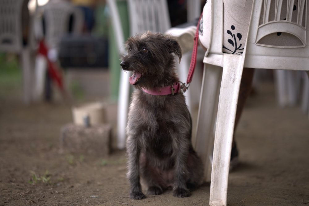 Manaus abre agendamento para castração gratuita de cães e gatos na zona Leste