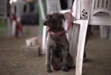 Manaus abre agendamento para castração gratuita de cães e gatos na zona Leste