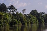 COP30: Brasil leva estratégias financeiras para proteger florestas e incentivar investimentos