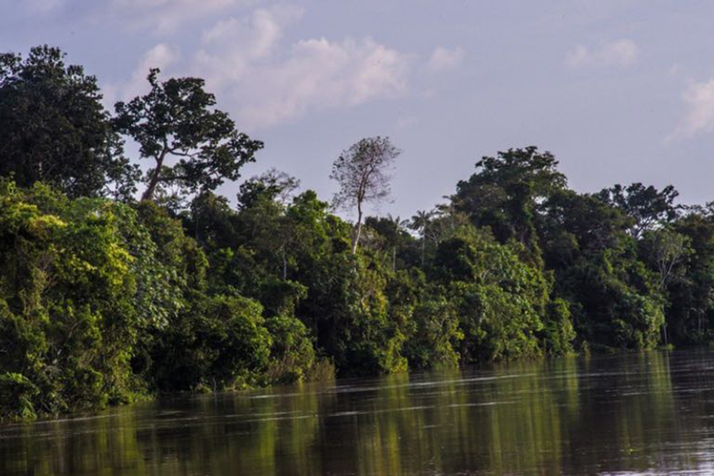COP30: Brasil leva estratégias financeiras para proteger florestas e incentivar investimentos