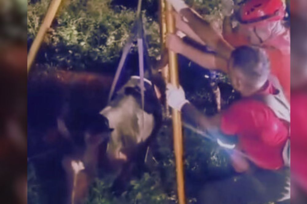Bombeiros resgatam cavalo que caiu em fossa em Parintins