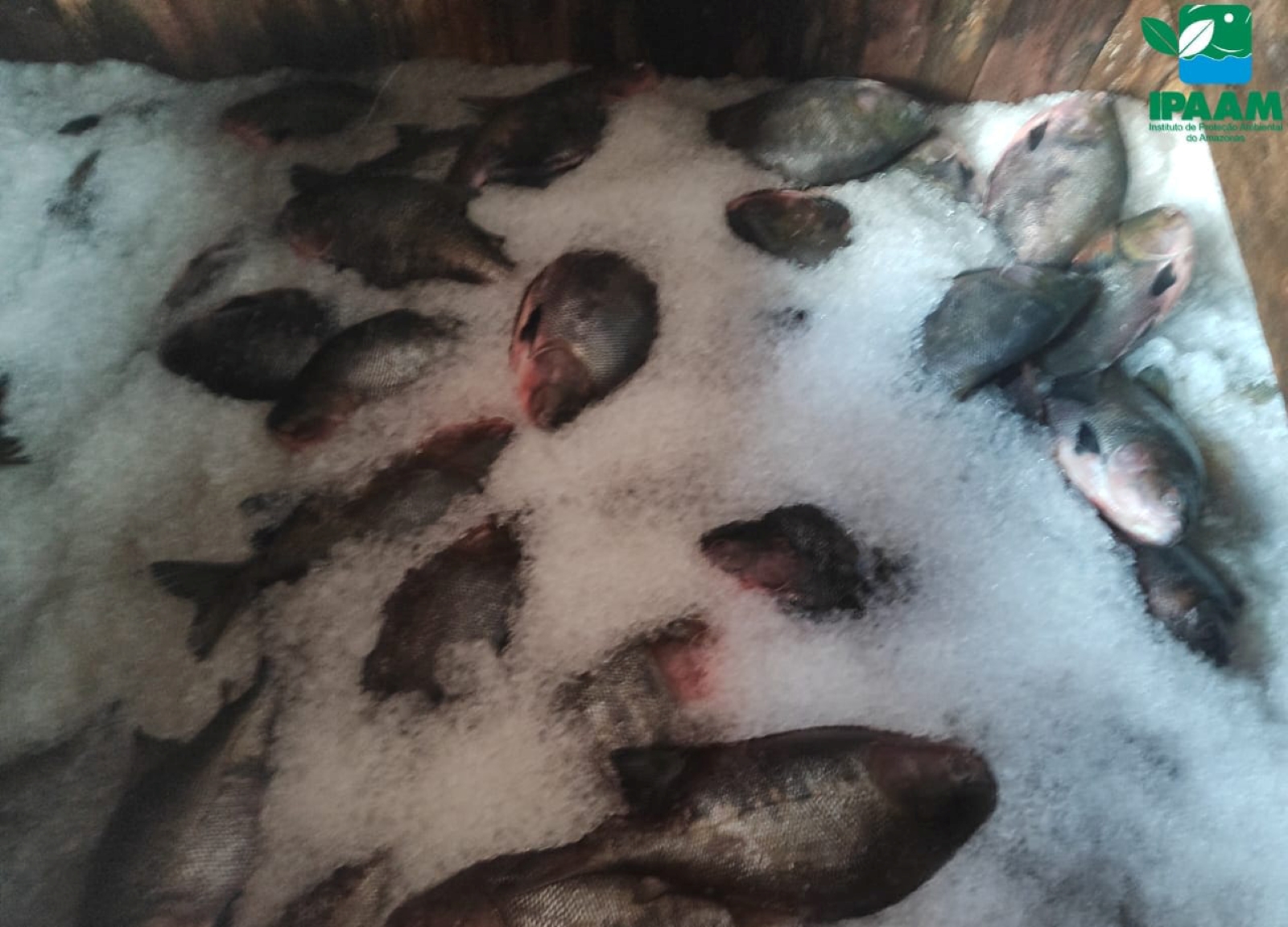 Fiscais do Ipaam e Batalhão Ambiental apreendem cinco toneladas de peixe irregular no Educandos Fiscais do Ipaam e Batalhão Ambiental apreendem cinco toneladas de peixe irregular no Educandos