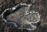 Primeiras pegadas de dinossauros na Amazônia são descobertas em Roraima