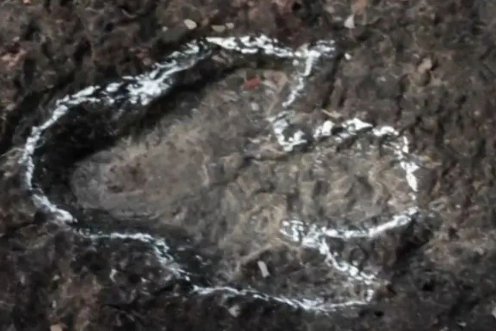 Primeiras pegadas de dinossauros na Amazônia são descobertas em Roraima