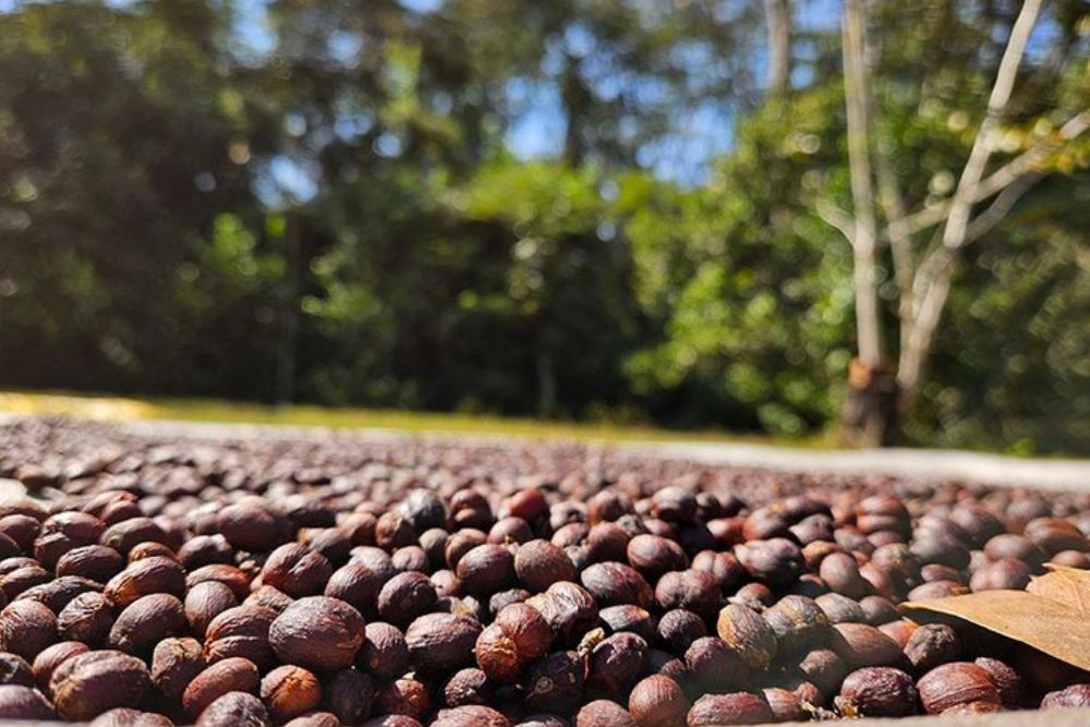 Café amazônico impulsiona economia e protege florestas em Rondônia