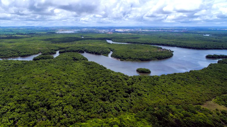 Brasil reduz em 42% perdas florestais em 2025, aponta estudo