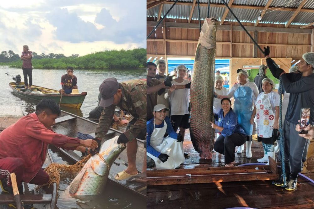 Pescadores de Maraã realizam primeira pesca manejada de pirarucu