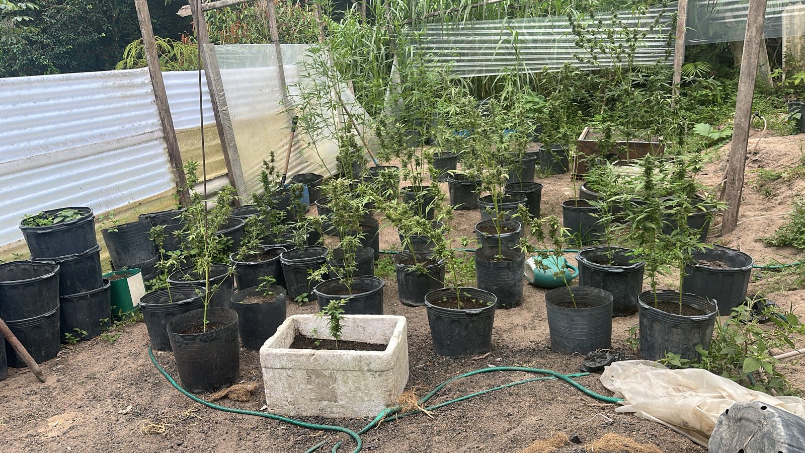 Cinco homens são presos após PM encontrar estufa de maconha em chácara no Tarumã