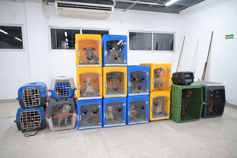 Animais debilitados e sem alimentação são retirados de casa abandonada na zona centro-sul de Manaus