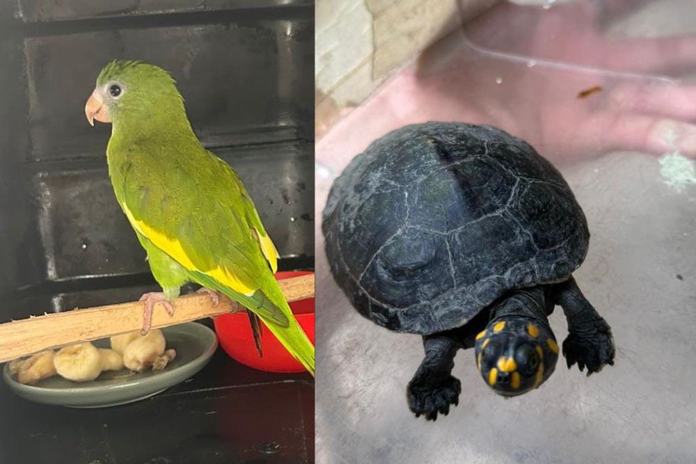 Resgate de animais silvestres em Manaus soma 38 ocorrências em novembro e mobiliza Ipaam