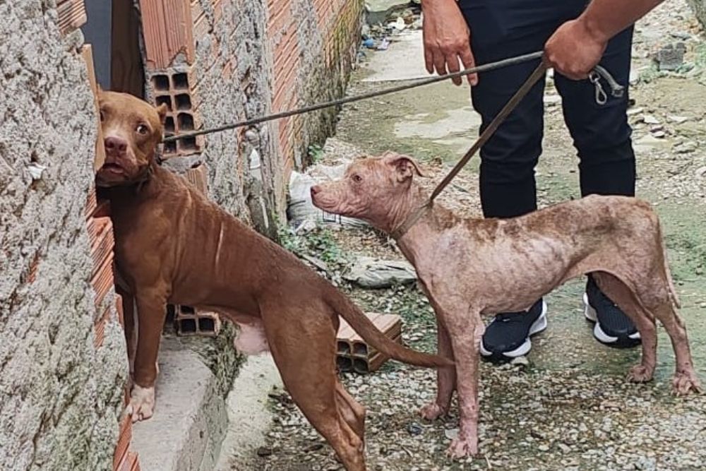 Polícia Civil intensifica ações contra maus-tratos e alerta sobre perigos de canis clandestinos no AM