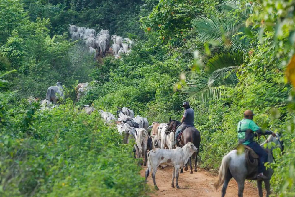 Vaqueiro contratado pelo Ibama é morto em terra indígena no Pará