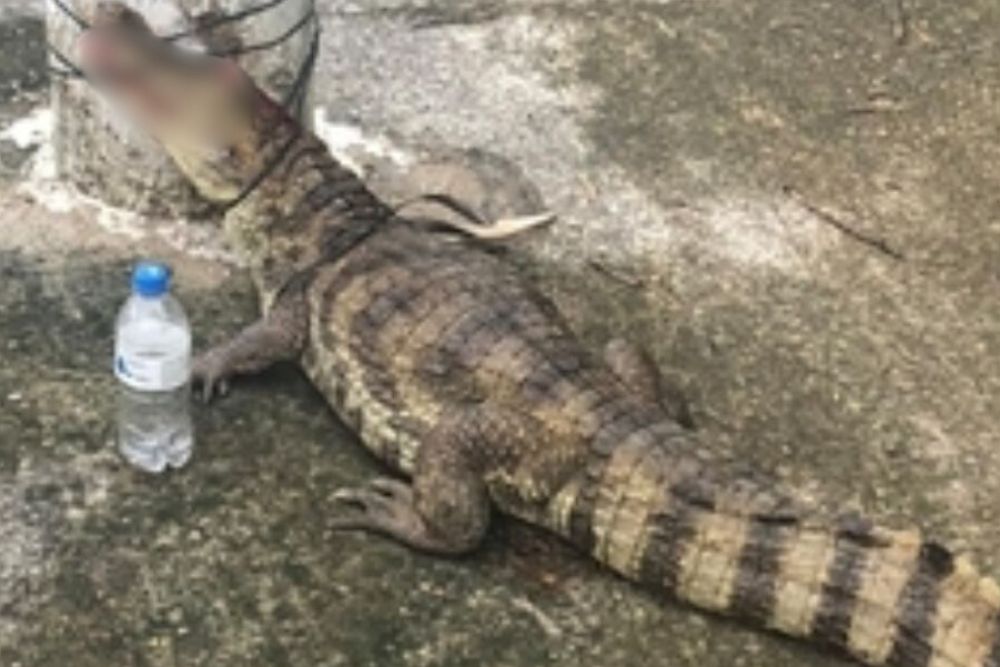 Jacaré é espancado e amarrado a poste na zona centro-sul de Manaus