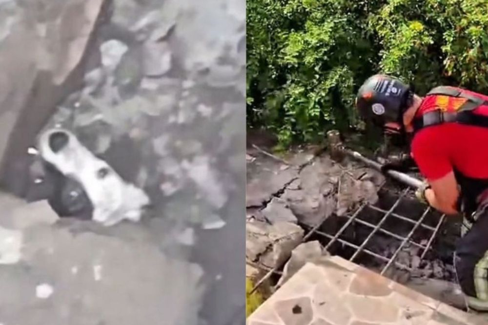 Bombeiros resgatam cachorro que caiu em bueiro de quatro metros na zona Sul de Manaus