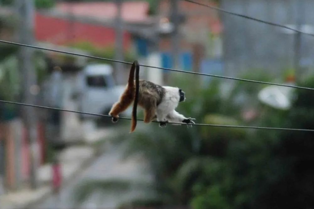 Ibama fiscaliza obras em áreas do sauim-de-coleira em Manaus