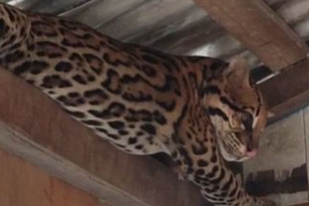Jaguatirica invade casa flutuante e assusta moradores no Amazonas