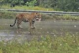 Onça ataca motociclista e cães em estrada de Iranduba
