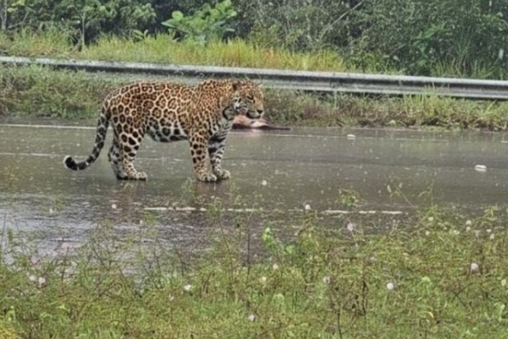 Onça ataca motociclista e cães em estrada de Iranduba