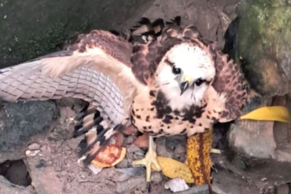 Gavião é resgatado de bueiro no bairro Parque 10 Gavião é resgatado de bueiro no bairro Parque 10