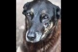 Adolescentes suspeitos de matar o cão Orelha voltam ao Brasil